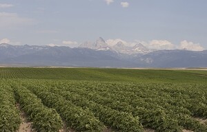 IDAHO POTATO COMMISSION ANNOUNCES VALUE OF 2017 CROP