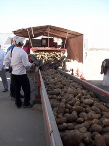 Conveyor-belt-with-potatoes Conveyor-belt-with-potatoes